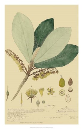 Framed Tropical Descubes I Print