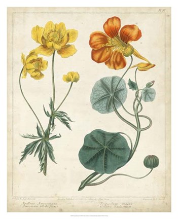 Framed Summer Beauties II Print