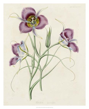 Framed Lavender Blooms I Print