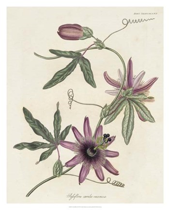 Framed Lavender Blooms II Print