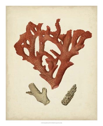 Framed Antique Red Coral II Print