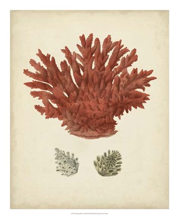 Framed Antique Red Coral III Print