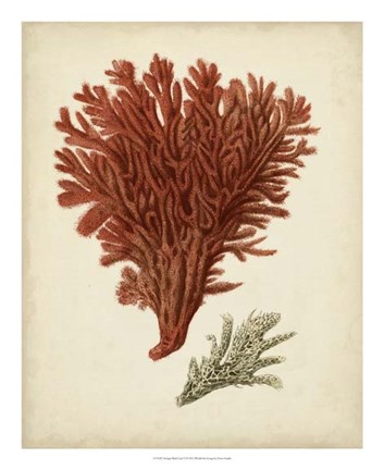 Framed Antique Red Coral V Print