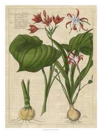 Framed Botanical Study on Linen V Print
