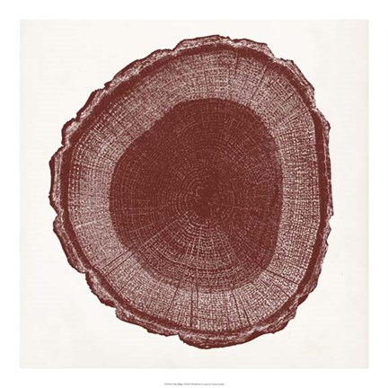Framed Tree Ring I Print