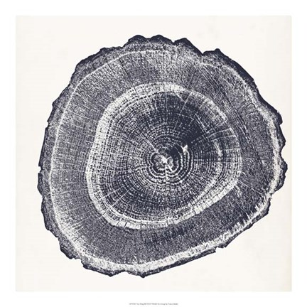 Framed Tree Ring III Print