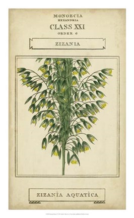 Framed Linnaean Botany I Print