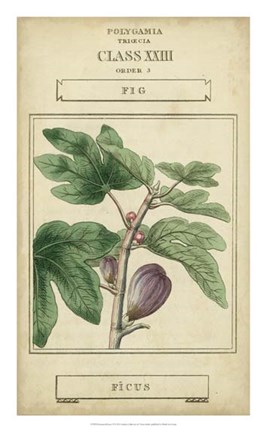 Framed Linnaean Botany VI Print