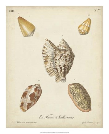 Framed Antique Knorr Shells III Print
