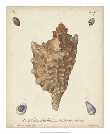 Framed Antique Knorr Shells VI Print