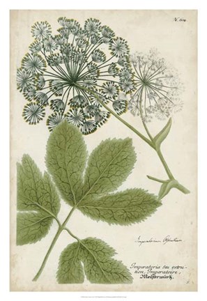 Framed Queen Anne&#39;s Lace Print