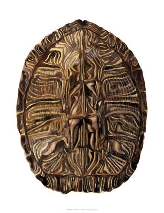 Framed Tortoise Shell Detail II Print