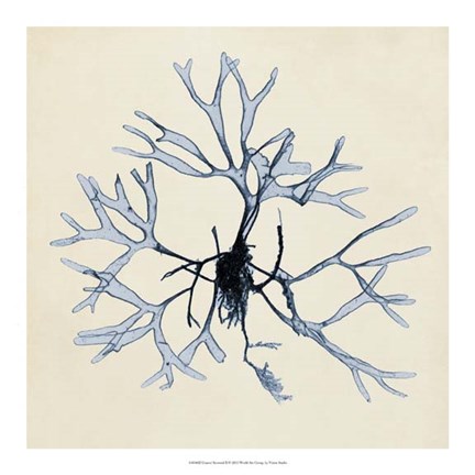 Framed Coastal Seaweed II Print
