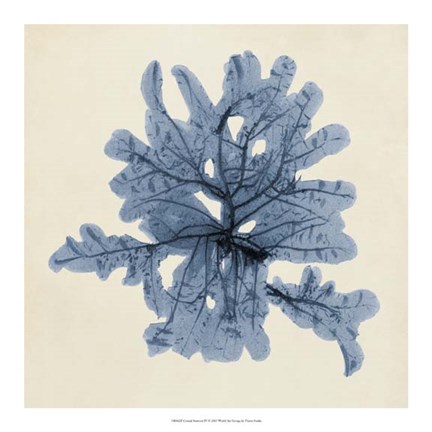 Framed Coastal Seaweed IV Print