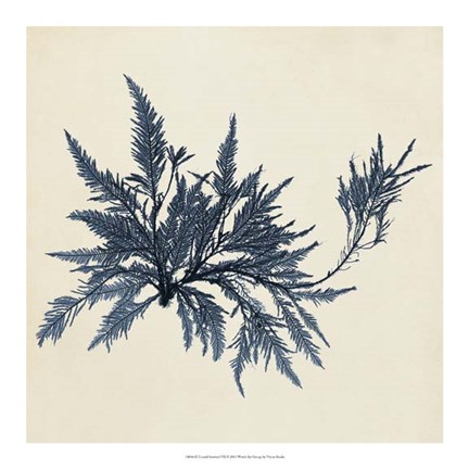 Framed Coastal Seaweed VII Print
