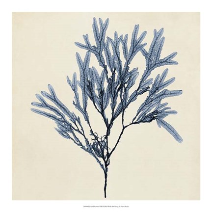 Framed Coastal Seaweed VIII Print