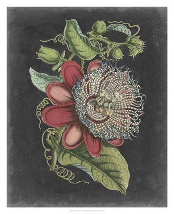 Framed Dramatic Tropical Beauty I Print