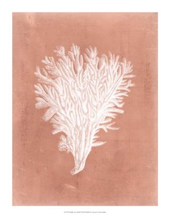 Framed Sealife on Coral II Print