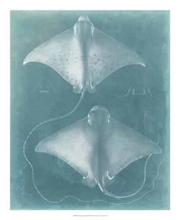 Framed Morning Swim I Print