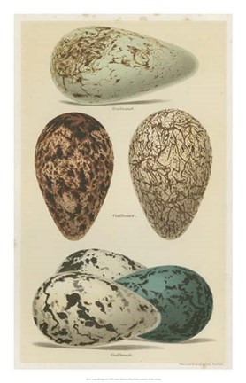 Framed Antique Bird Egg Study I Print