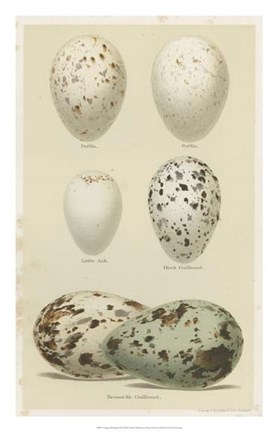 Framed Antique Bird Egg Study II Print