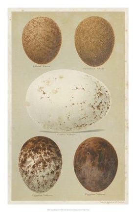 Framed Antique Bird Egg Study III Print