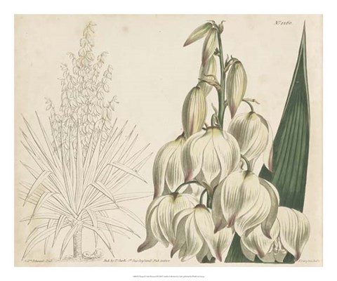Framed Tropical Curtis Botanical II Print
