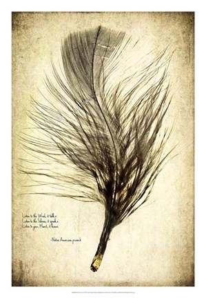 Framed Feather on the Wind II Print