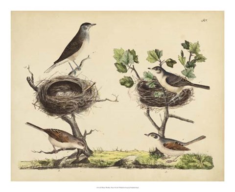 Framed Wrens, Warblers &amp; Nests I Print