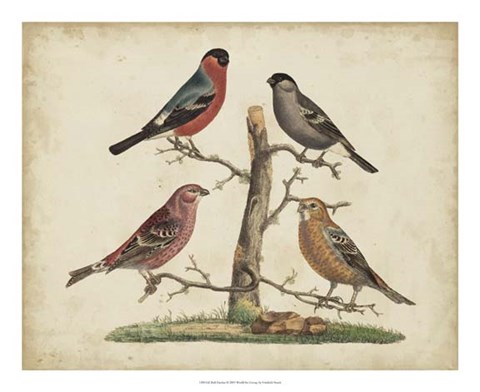 Framed Bull Finches Print