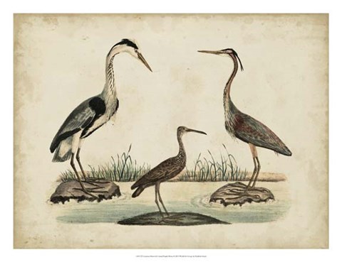 Framed Common Heron &amp; Crested Purple Heron Print