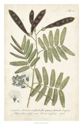 Framed Miller Ferns I Print