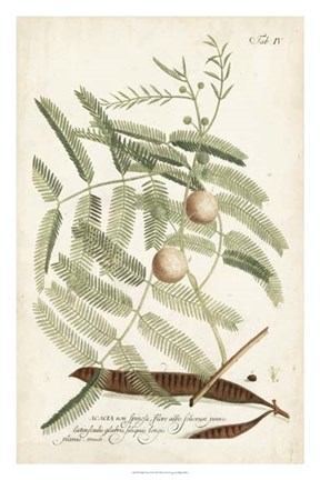 Framed Miller Ferns II Print