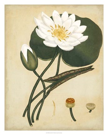 Framed White Water Lily Print