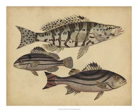 Framed Species of Fish I Print