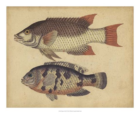 Framed Species of Fish IV Print