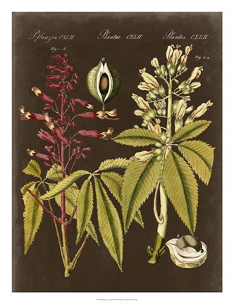 Framed Buckeye on Suede Print