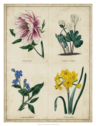 Framed Botanical Grid II Print