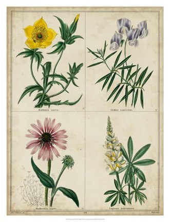 Framed Botanical Grid IV Print