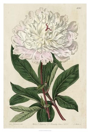 Framed Imperial Floral I Print