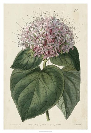 Framed Imperial Floral IV Print