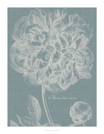 Framed Graceful Peony I Print