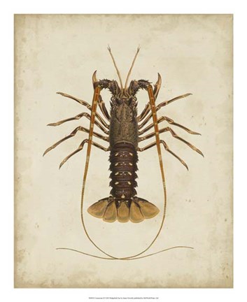 Framed Crustaceans II Print