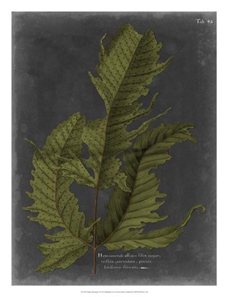 Framed Foliage Dramatique I Print