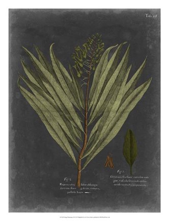 Framed Foliage Dramatique II Print