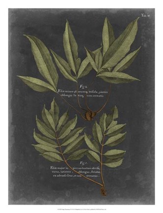 Framed Foliage Dramatique IV Print