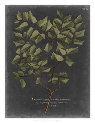 Framed Foliage Dramatique V Print