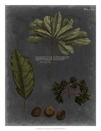 Framed Foliage Dramatique VI Print