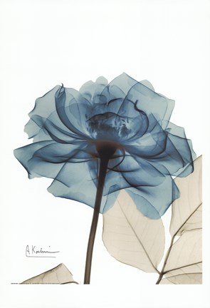 Framed Teal Spirit Rose Print