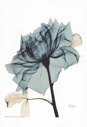 Teal Spirit Rose 2 Fine Art Print by Albert Koetsier at FulcrumGallery.com